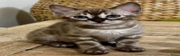 Bengal cats for sale: Female Bengal kittens x3 TICA registered  - Advert 10