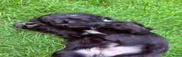 Cocker Spaniel dogs for sale: Kc Registered Cocker Spaniel Puppies - Advert 7
