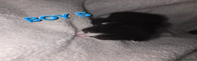Mixed Breed Kitten 1