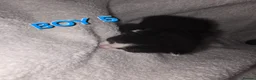 Mixed Breed cats for sale: One male kittens looking for forever homes  - Advert 2
