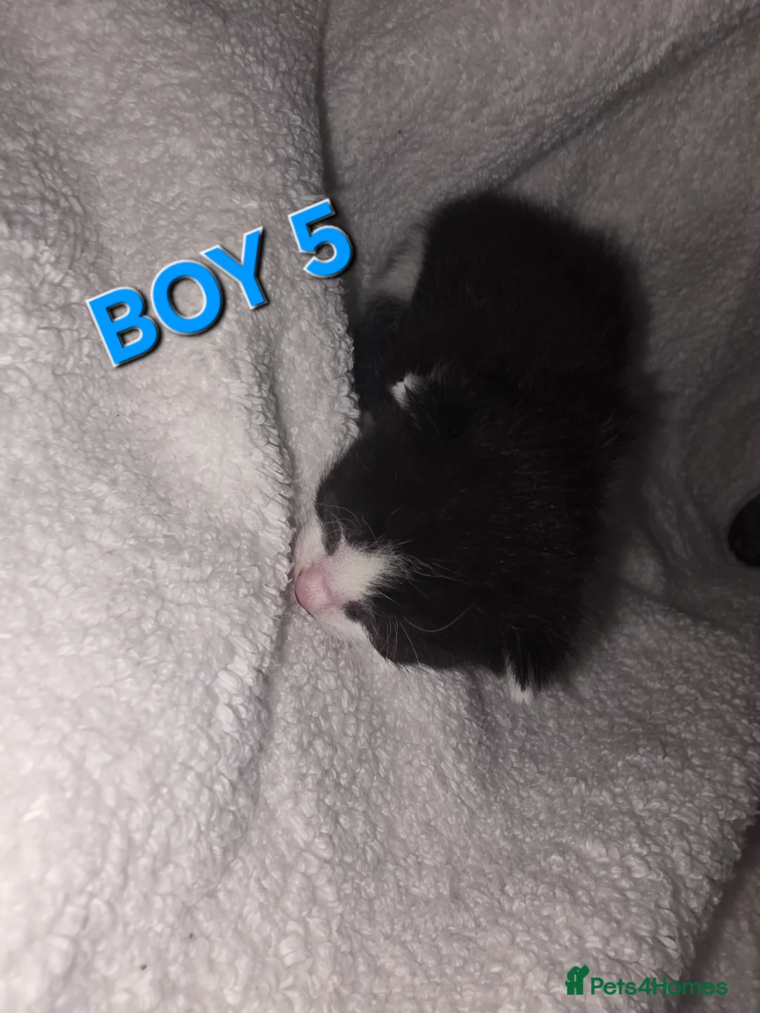 Mixed Breed cats for sale: One male kittens looking for forever homes  - Advert 2
