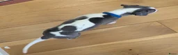 Whippet dogs for sale: Gorgeous KC registered whippet pups in Port Talbot - Advert 9