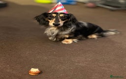 Miniature Dachshund dogs for stud: Mini long haired dapple dachshund Odin for stud.   - Advert 6