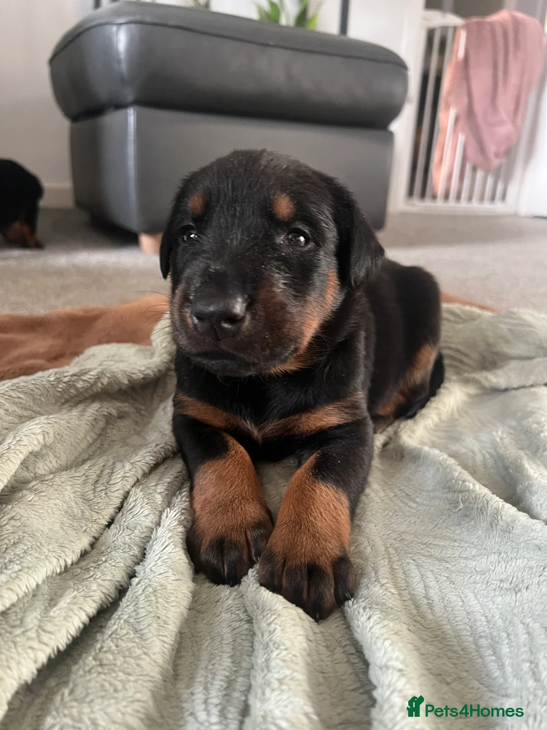 Mixed Breed dogs for sale: Adorable Doberman & Beauceron puppies for sale - Advert 22