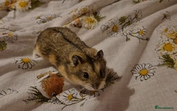 Hamster rodents for sale: campbell dwarf hamsters - Image 1