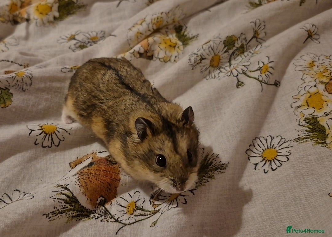 Hamster rodents for sale: campbell dwarf hamsters - Image 1