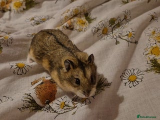 Hamster rodents - Advert 13