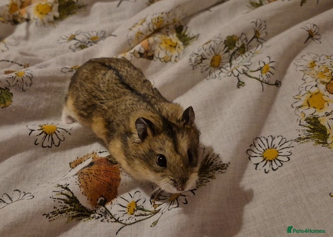 Hamster rodents - Advert 9