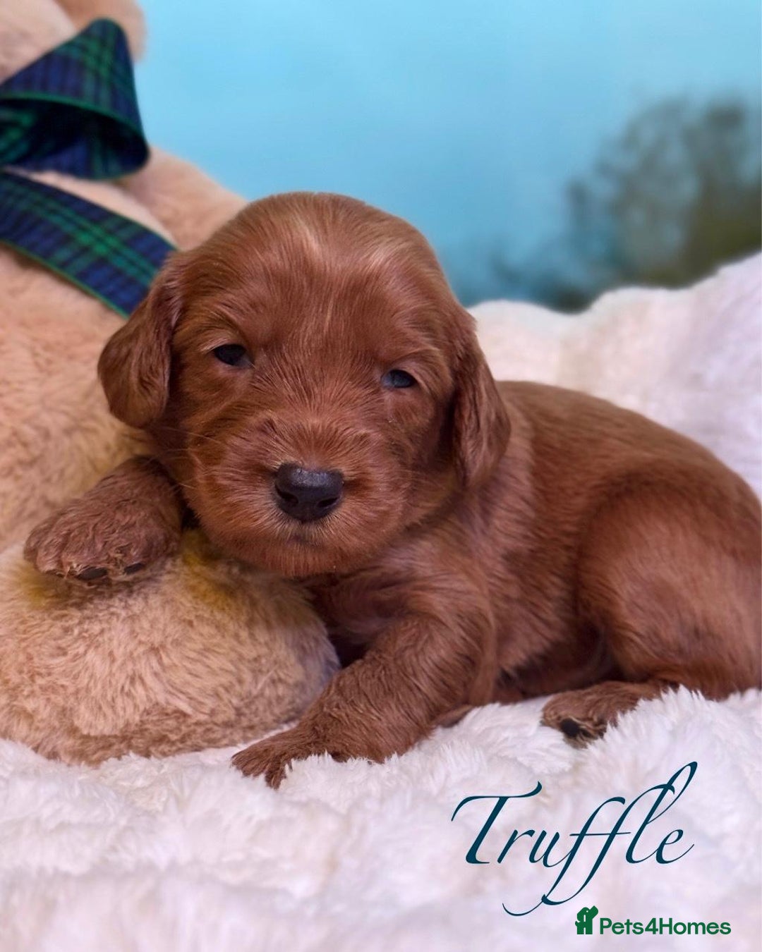 Australian Labradoodle dogs for sale: WALA Superior Australian Labradoodles-Remaining 2 - Advert 4