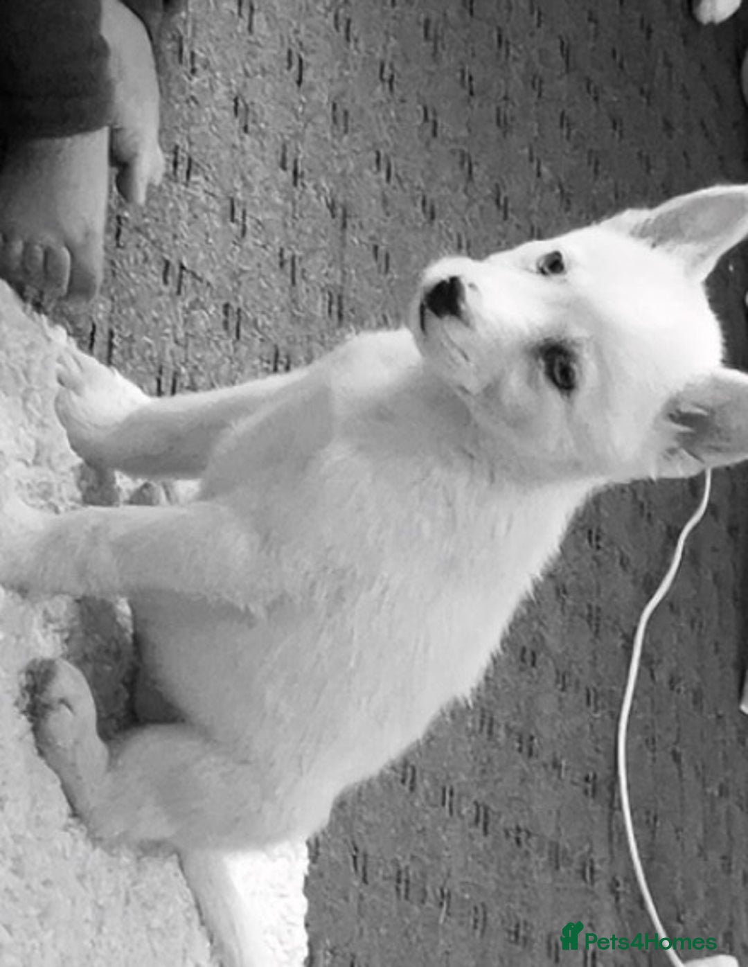 Siberian Husky dogs for sale: Puppy for sale bradford - Image 10