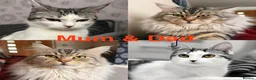 Maine Coon cats for sale: 3/4 Maine Coon Kittens in Gaerwen - Advert 12