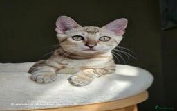 Bengal cats for sale: Clouded Mink Rosetted Bengal Girl - Image 9