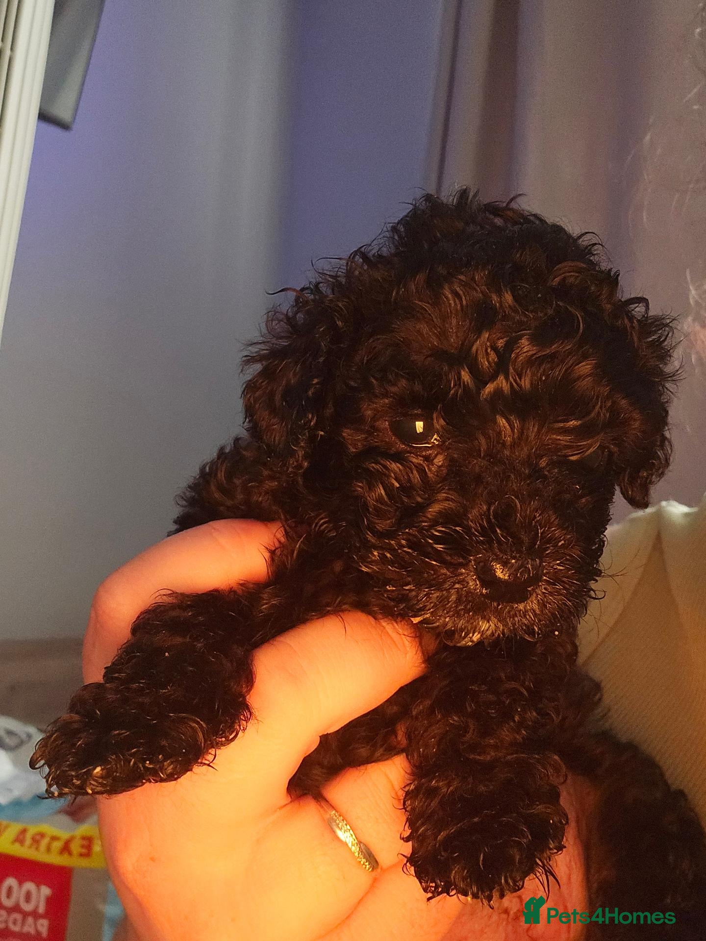 Shihpoo dogs ✨ Minature Poodle X Shihpoo Puppies F1B ✨️ - Advert 1