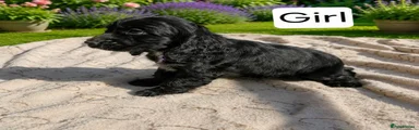 Cocker Spaniel 3