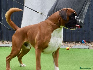 Boxer dogs Fully Health tested euro / kc reg Boxsanuk Gelso in Newcastle upon Tyne - Advert 1