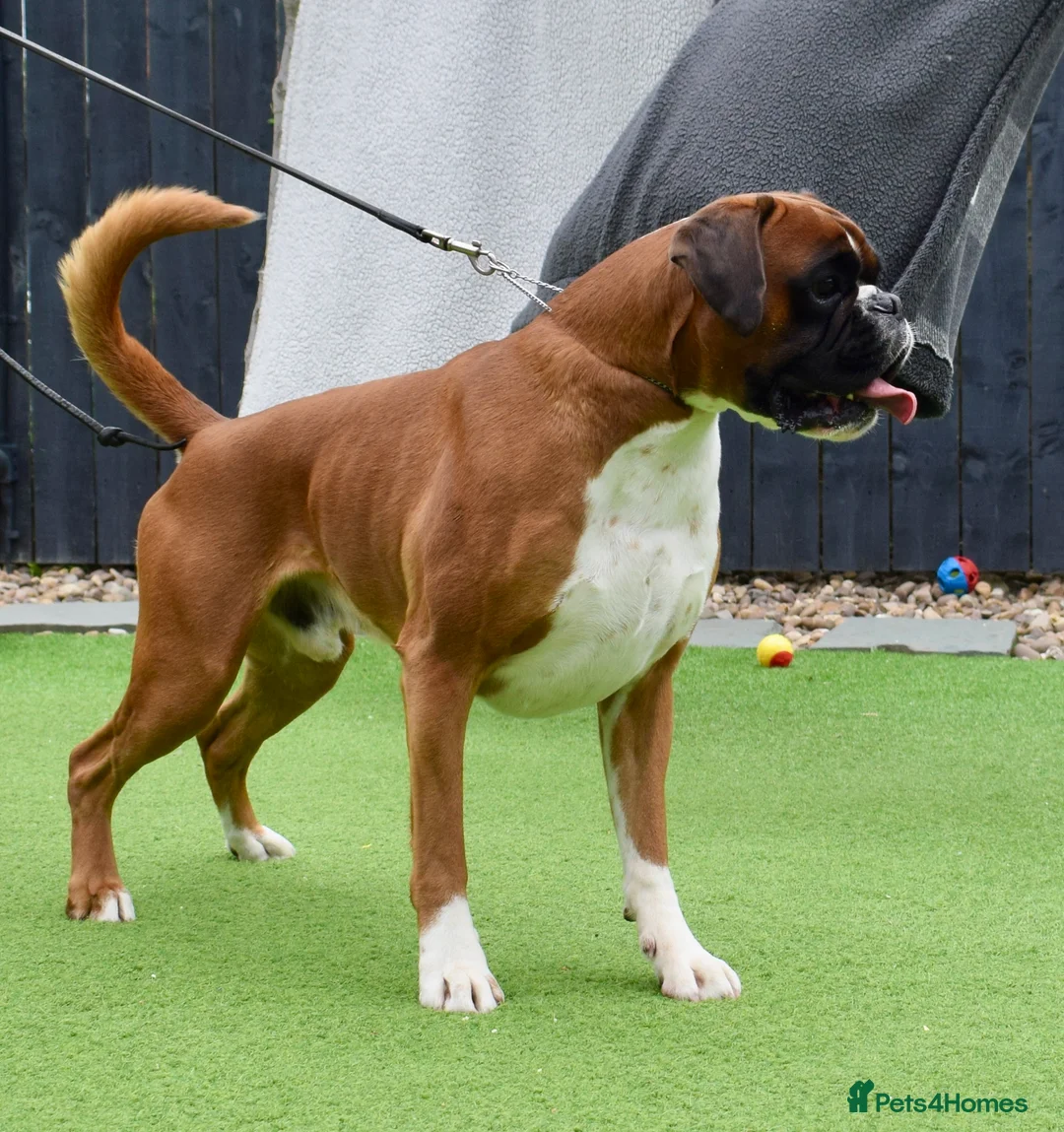 Boxer dogs for stud: Fully Health tested euro / kc reg Boxsanuk Gelso  in Newcastle upon Tyne - Advert 1