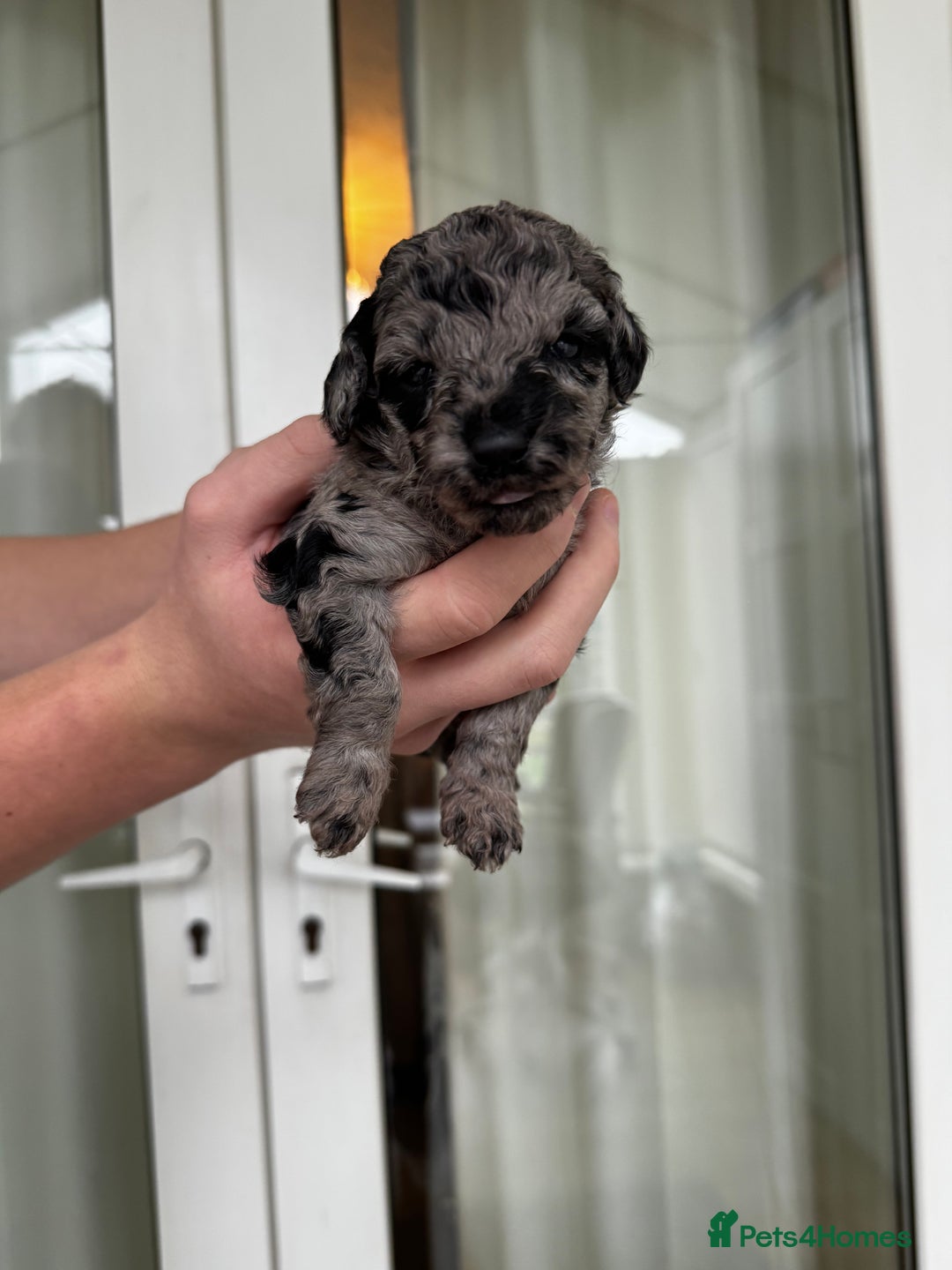 Miniature Poodle dogs for sale: Striking merle and black Miniature Poodle Puppies - Advert 24