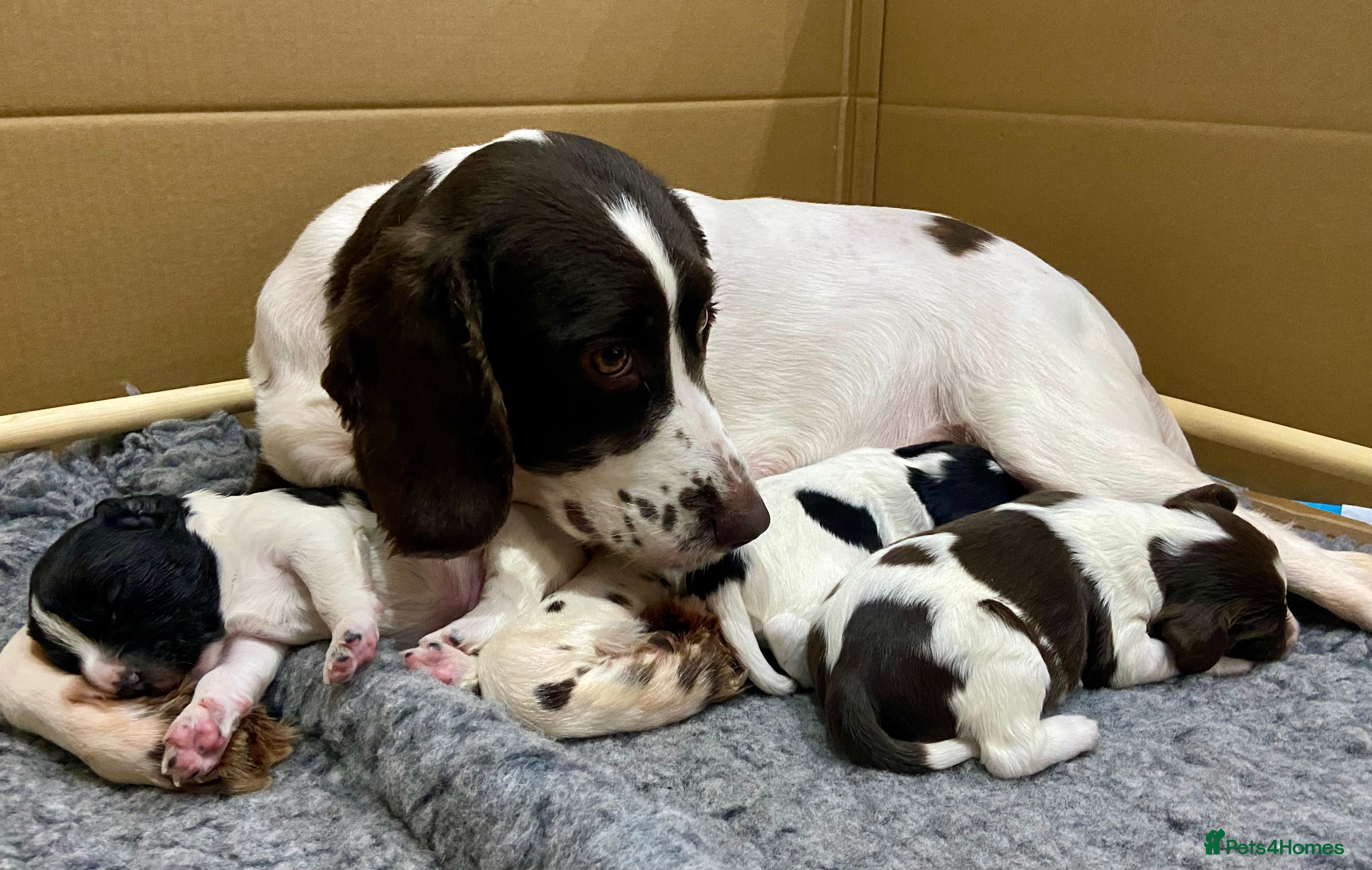 English Springer Spaniel dogs Beautiful English Springer Spaniel Puppies - 3Boys - Advert 4
