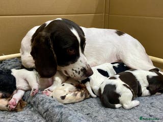 English Springer Spaniel dogs Beautiful English Springer Spaniel Puppies - 3Boys - Advert 3
