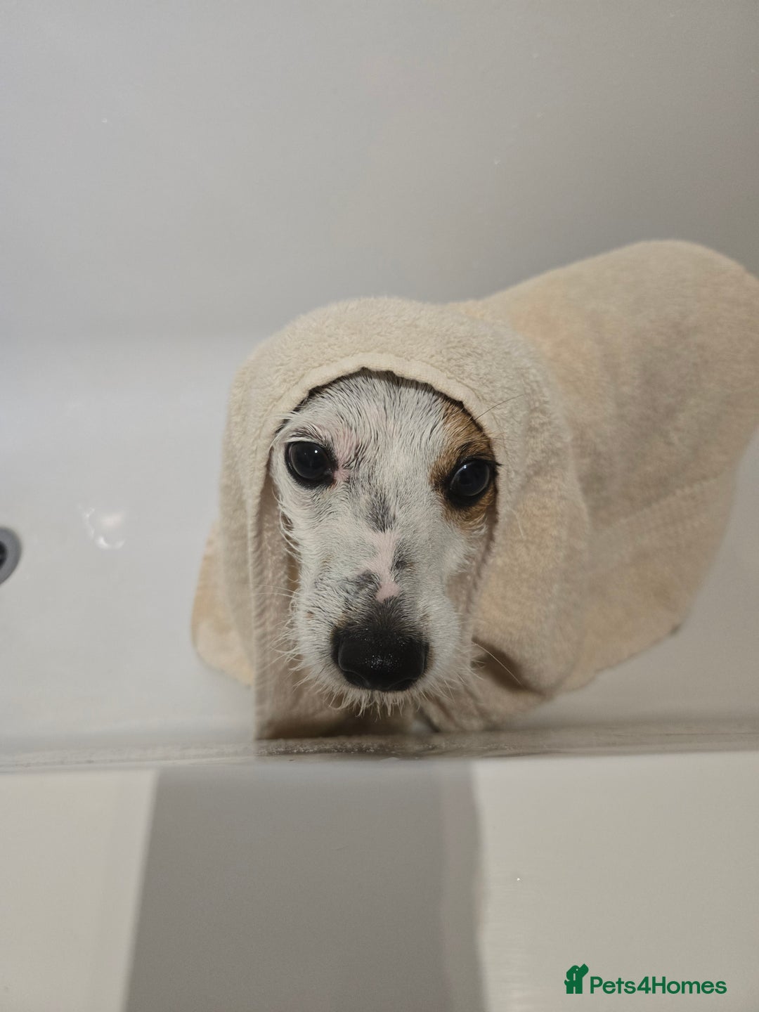Jack Russell dogs for sale: Jack rusell terrier - Image 4