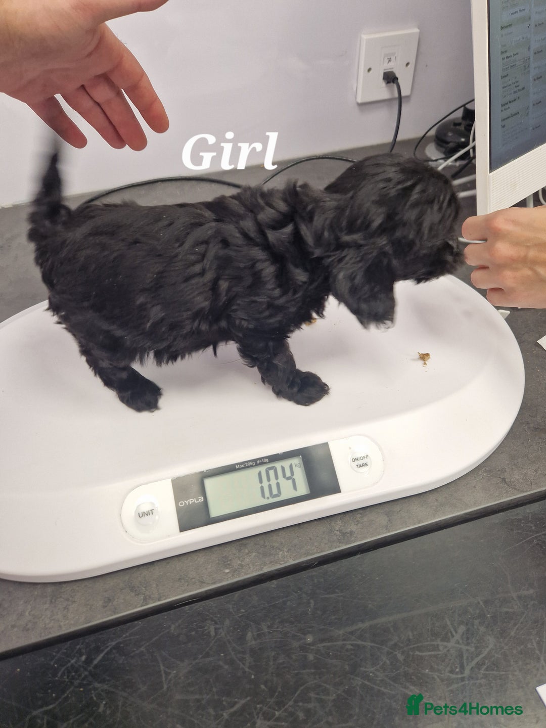 Cavapoo dogs for sale: Fox Red Cavapoo F1 Puppies  - Image 31