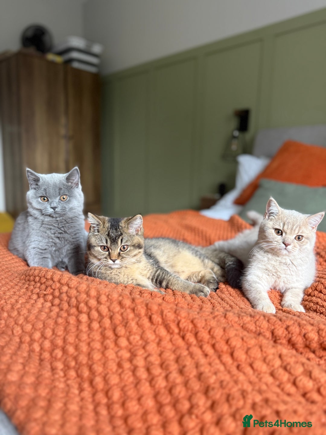 British Shorthair cats for sale: British Shorthair GCCF Champion line Kitten✨ - Image 4