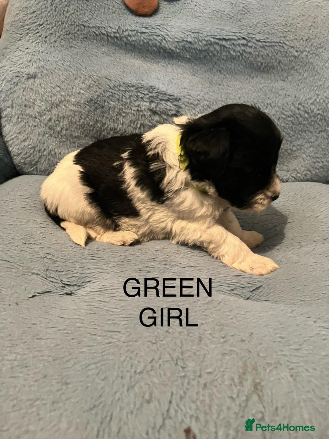 Miniature Schnauzer dogs for sale: OMG ❤️RARE  PEDIGREE PARTI MINIATURE SCHNAUZER  - Advert 23