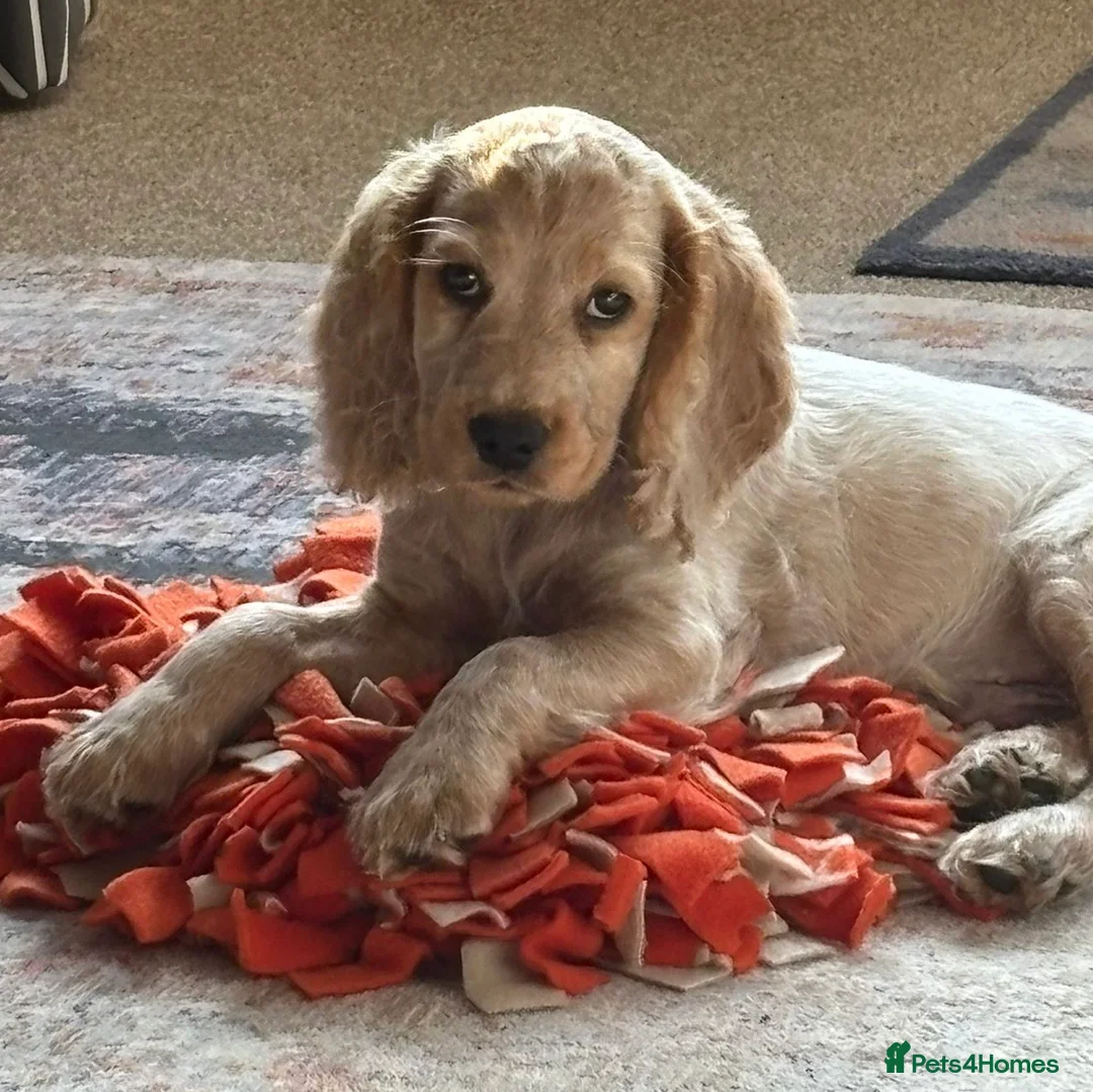 Cocker Spaniel dogs for stud: Proven KC Reg Health Tested Working Cocker in Aylesbury - Advert 8