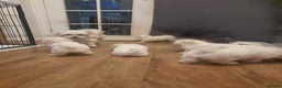 Maltese dogs for sale: Adorable Maltese Puppies Ready for Love. - Advert 7