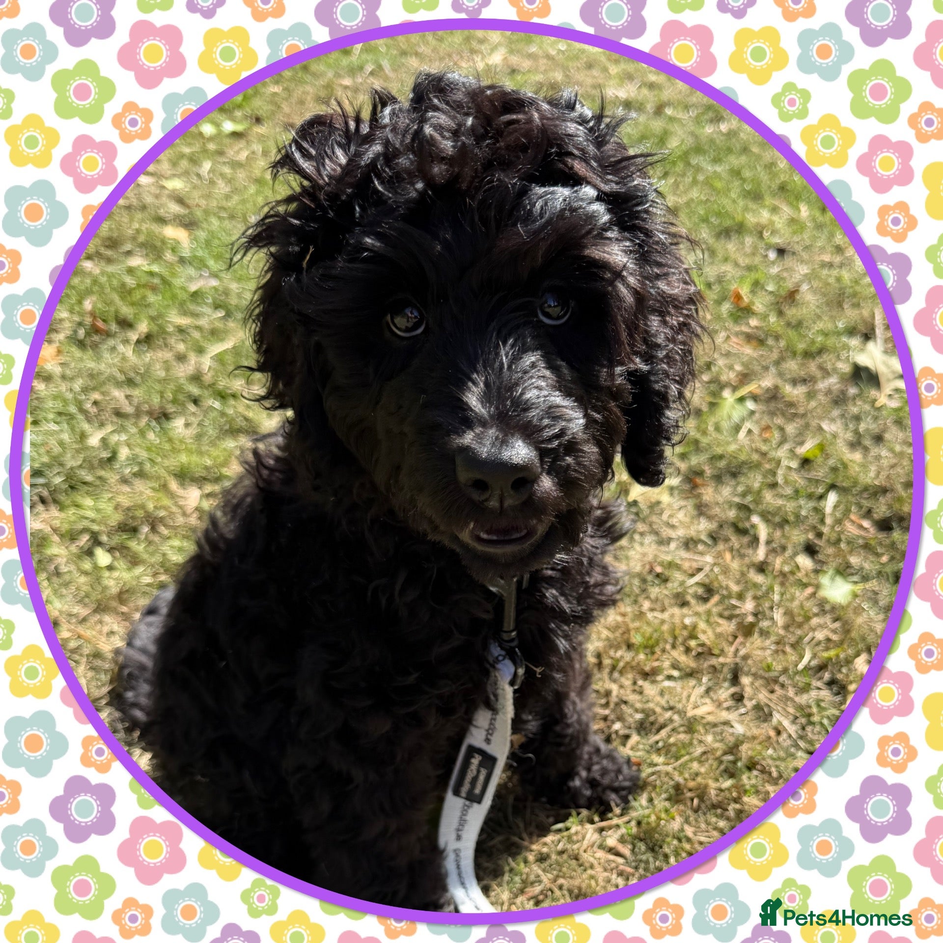 Labradoodle dogs 🐾🌸THE HARD WORK HAS BEEN DONE🌸🐾LAST PUP🌸🐾 - Advert 2