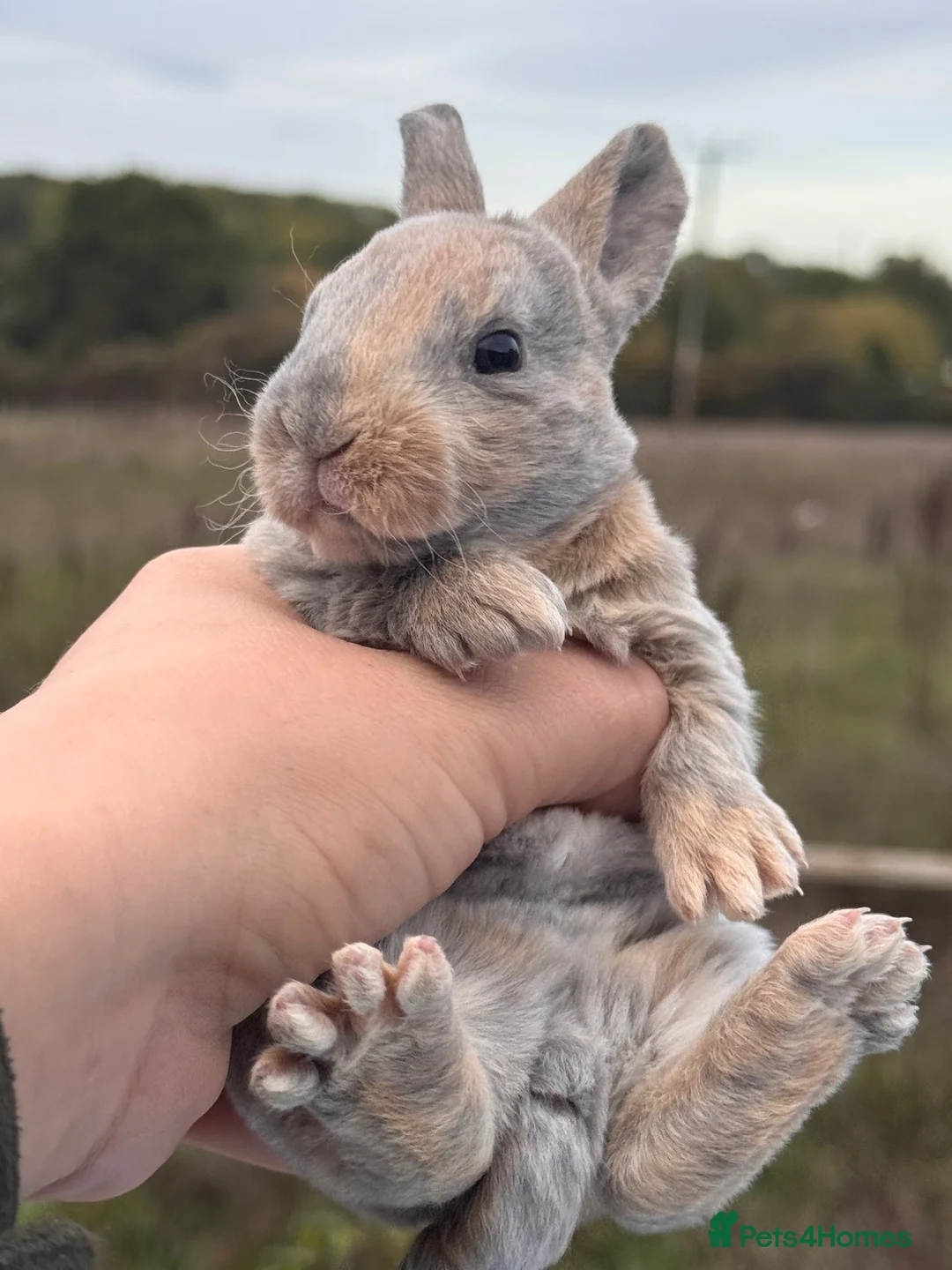 Rex rabbits for sale: 🐰✨ PEDIGREE MINI REX RABBITS – AVAILABLE SOON! 🐰 - Advert 1