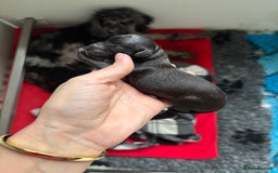 Miniature Poodle dogs for sale: Beautiful health tested miniature poodles  - Image 11