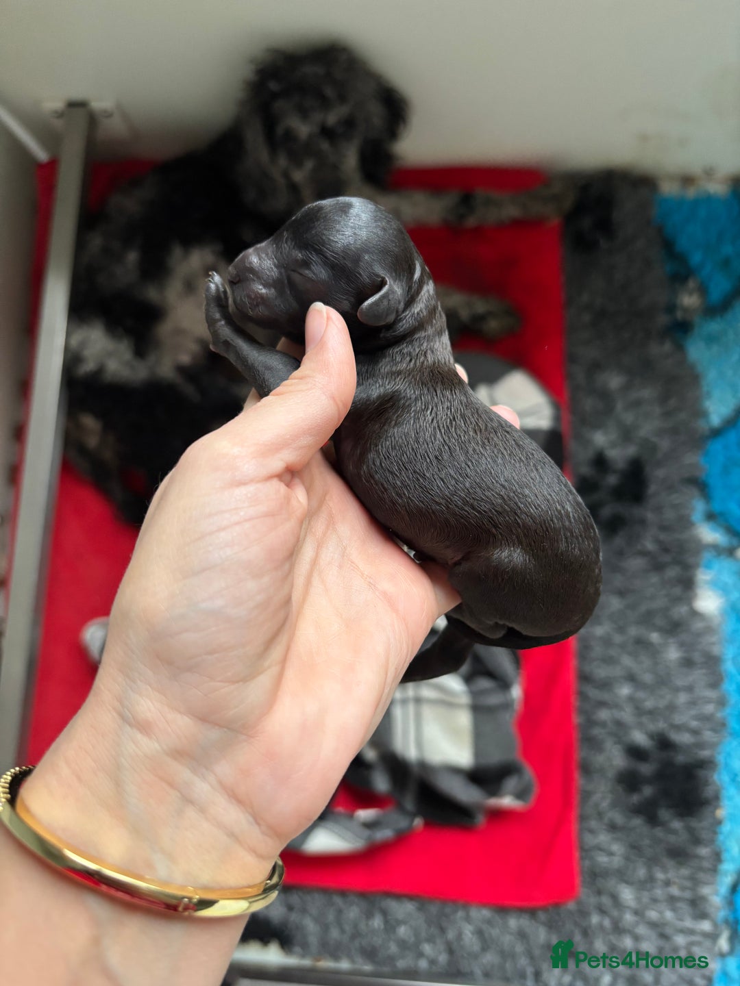 Miniature Poodle dogs for sale: Beautiful health tested miniature poodles  - Image 11