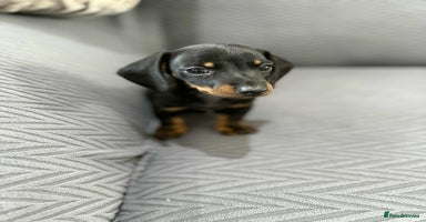 Dachshund dogs - Advert 10