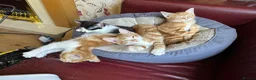 Mixed Breed cats for sale: KITTENS: 3 ginger males and one black white female in Manchester - Advert 4
