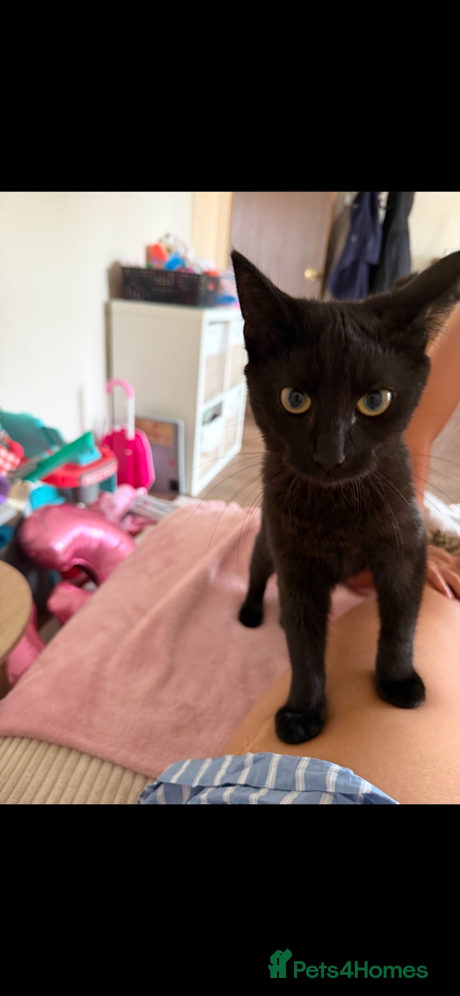 Mixed Breed cats Black kitten for sale - Advert 1