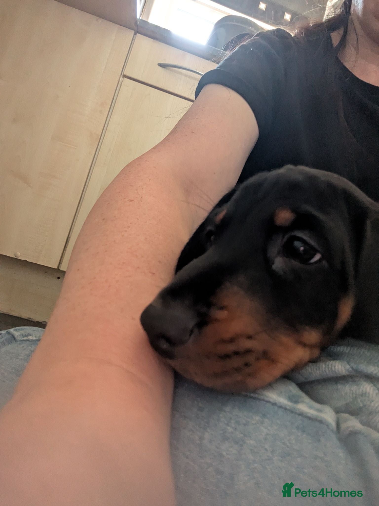 Miniature Dachshund dogs Beautiful black and tan male dashound  - Advert 2