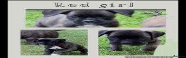 Boxer 1