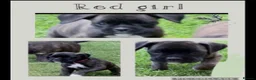 Boxer dogs for sale: Beautiful boxer puppies!! Ready to go!!! - Advert 6
