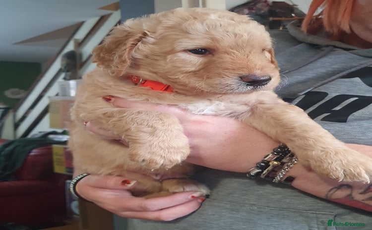 Labradoodle dogs - Advert 12