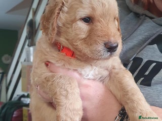 Labradoodle dogs - Advert 7