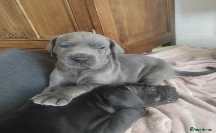 Great Dane dogs - Advert 1