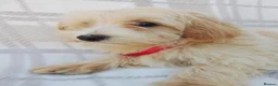 Maltipoo dogs for sale: Maltipoo puppies  - Advert 4