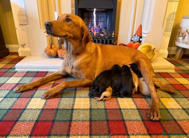 Labrador Retriever dogs - Advert 4