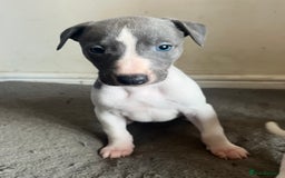 Whippet dogs for sale: Stunning blue bred whippet pups - Image 5