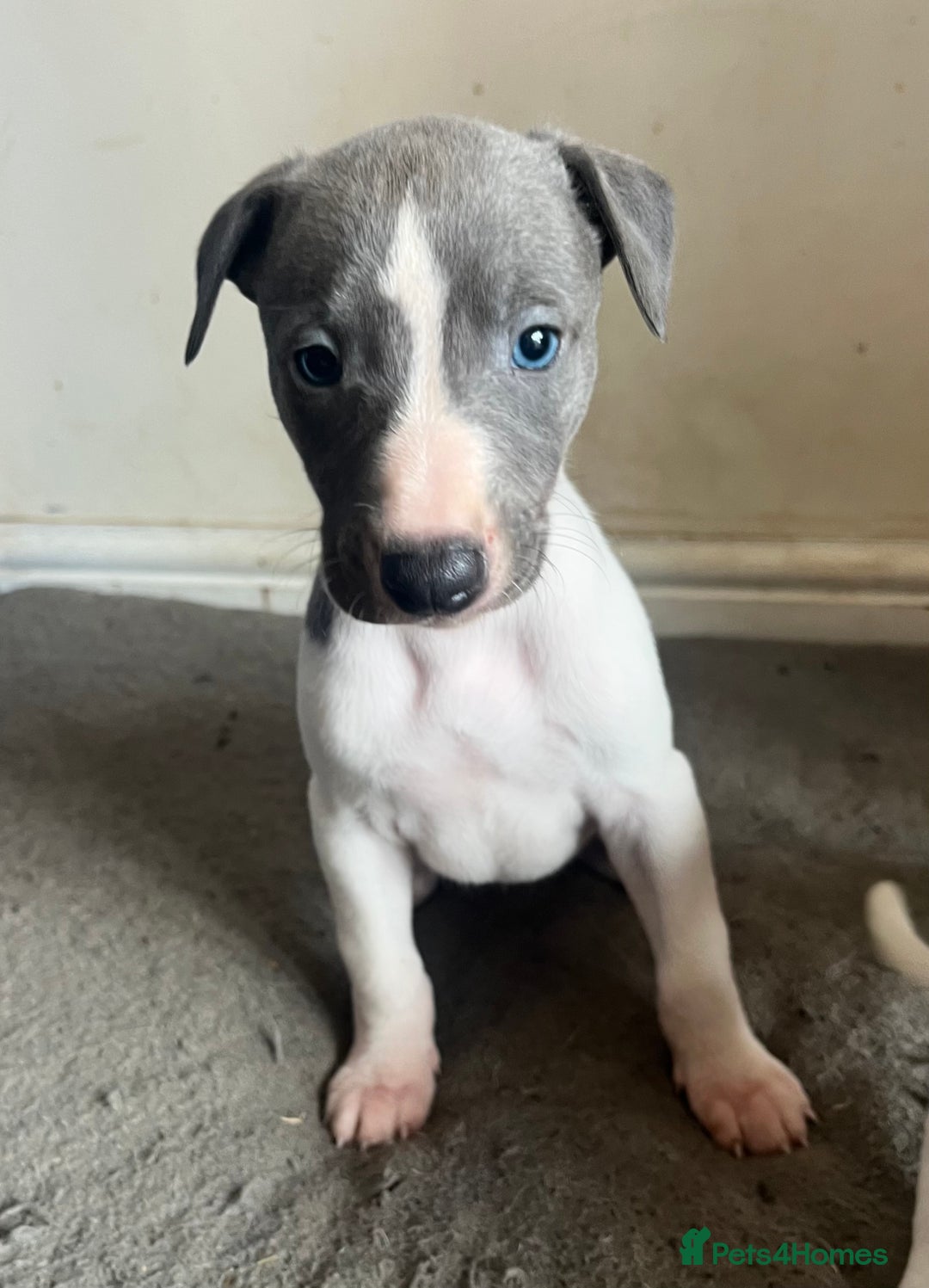 Whippet dogs for sale: Stunning blue bred whippet pups - Image 5
