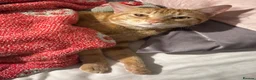 Mixed Breed cats for sale: Cat with all belongings  in Birmingham - Advert 5