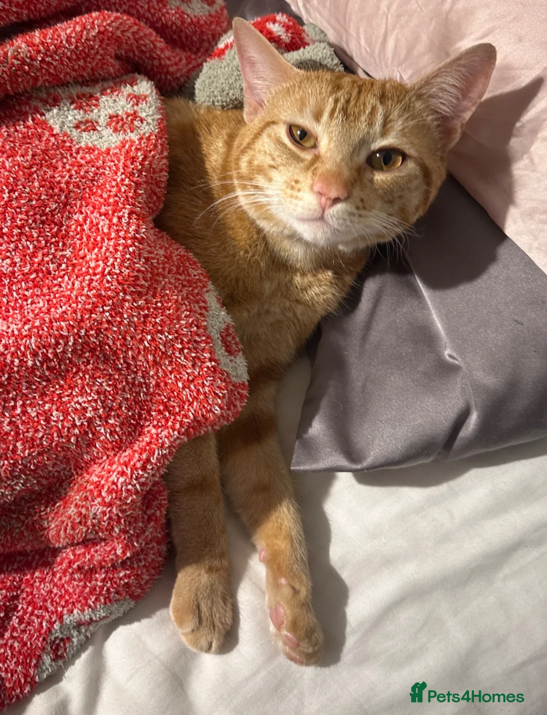 Mixed Breed cats for sale: Cat with all belongings  in Birmingham - Advert 5