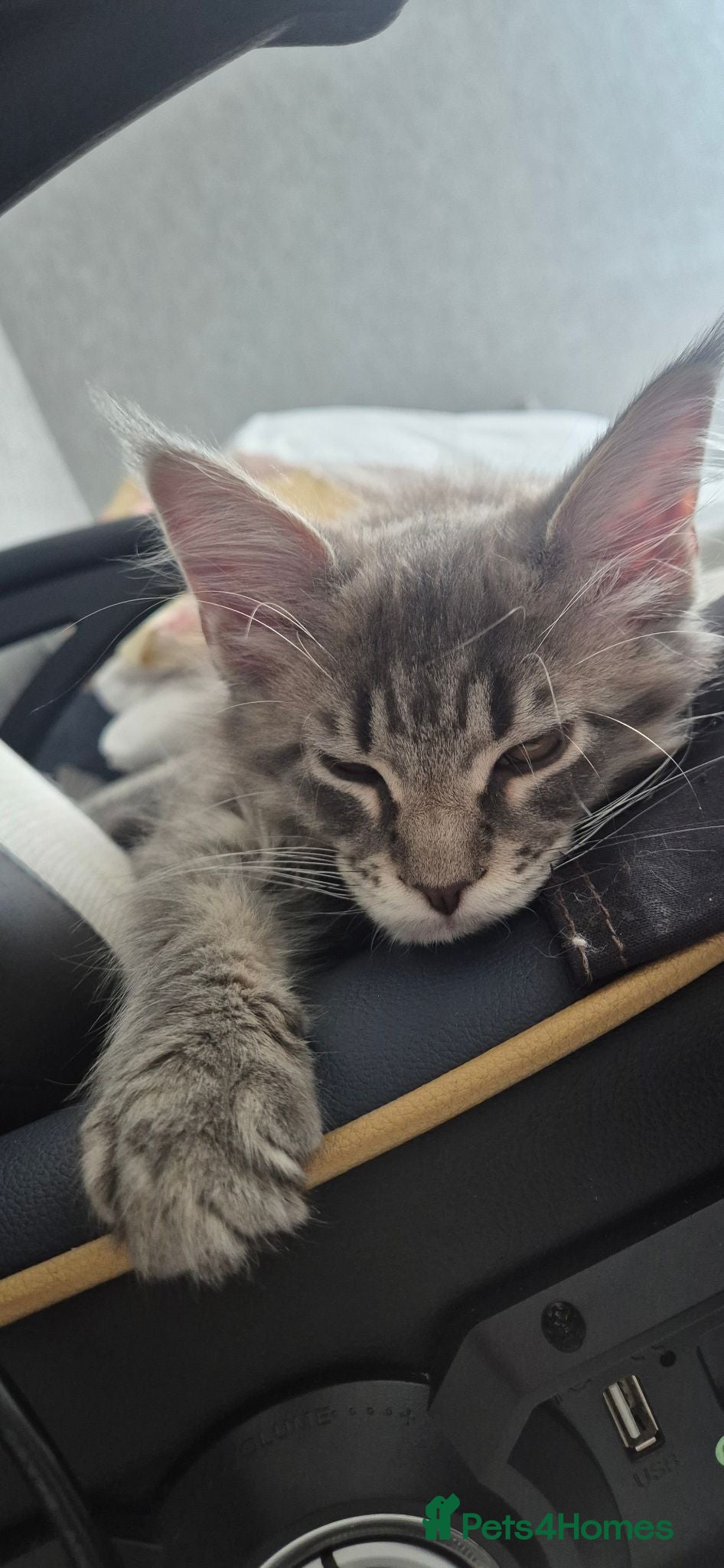 Maine Coon cats Maine Coon Boys from Large line(pet only) - Advert 2