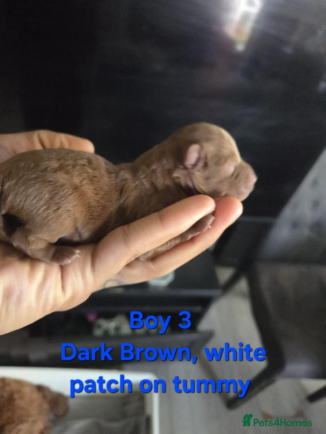 Cavapoo dogs for sale: 5x Asian Toy Poodle X Cavapoo Puppies  - Advert 12